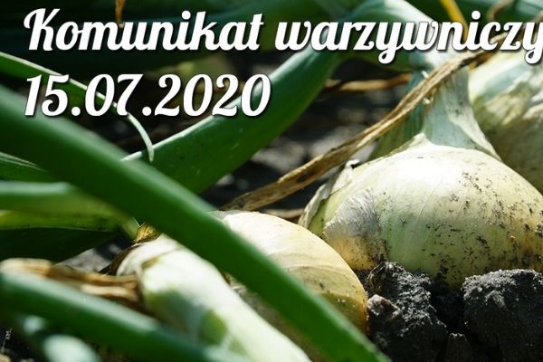 Uprawa cebuli - sytuacja po nadmiernych opadach deszczu